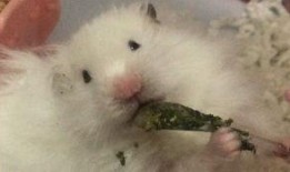 给小仓鼠吃瓜,小仓鼠的夏日瓜果盛宴