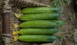瓜地里吃黄瓜,黄瓜的美味诱惑