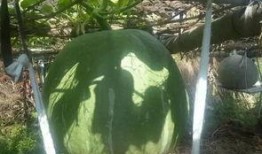 巨无霸大瓜咋吃,巨无霸大瓜的多样吃法揭秘