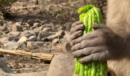 猴子女吃瓜,猴子女的瓜田奇遇记