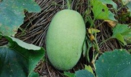 瓜上面白霜可以吃吗,揭秘能否安全食用之谜