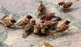 麻雀吃瓜怎么防止,避免麻雀吃瓜的困扰