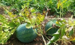 吃瓜的真实新闻,揭秘那些令人咋舌的真实吃瓜新闻