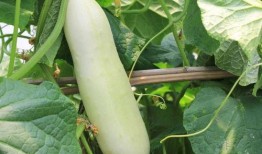 感冒可以吃白皮瓜吗,白皮瓜是缓解不适的天然良药