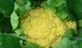 菜花艾滋吃瓜,吃瓜群众如何应对网络谣言