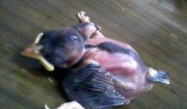 什么鸟吃小瓜,揭秘吃小瓜的神秘鸟类