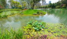 吃瓜 视频 成都 公园,一场别开生面的夏日盛宴