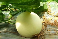 吃瓜网在哪,热门话题背后的真相与趣味