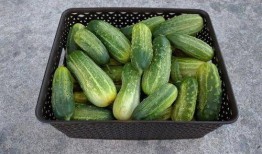 天天吃瓜专用,天天吃瓜，揭秘明星幕后故事