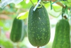 小吊瓜几个叶做瓜合适吃,几个叶做瓜最合适食用