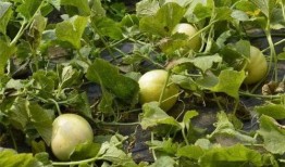 白玉瓜可以吃,美味与营养并存的佳肴探索