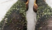 杰瑞吃瓜GIF