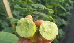 白玉瓜可以吃,美味与营养并存的佳肴探索