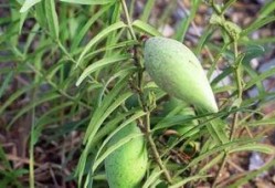 羊吃老瓜,一场生态循环的田园交响曲