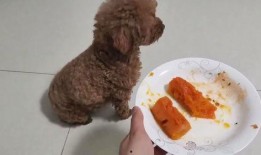 吃瓜小泰迪,揭秘娱乐圈的幕后故事