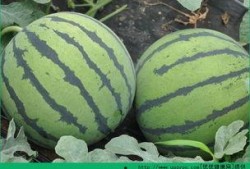 立秋之后吃瓜好吗,传统习俗与健康考量