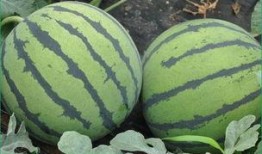 立秋之后吃瓜好吗,传统习俗与健康考量