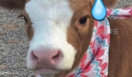 抖音半夜吃瓜,揭秘娱乐圈幕后真相