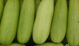 白瓜不能随便吃吗,揭秘为何不能随便吃