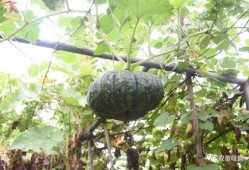 蓝牙吃瓜曲君落,揭秘蓝牙音乐新潮流