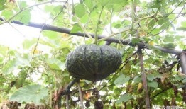 蓝牙吃瓜曲君落,揭秘蓝牙音乐新潮流