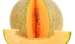 法斗哈密瓜可以吃吗,宠物与美食的和谐共融