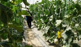 吃瓜视频桑植,揭秘当地特色美食与风土人情