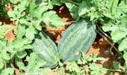 海南主播吃瓜,趣味横生幕后花絮大揭秘