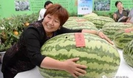 单位比赛吃瓜比赛,一场别开生面的单位吃瓜大赛盛况回顾