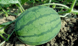 天生的吃瓜,揭秘娱乐圈幕后真相