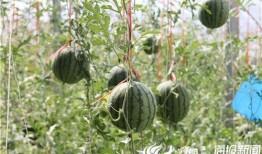 汕尾吃瓜事件视频