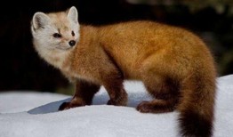 杀貂吃瓜,一场别开生面的杀貂食瓜盛宴