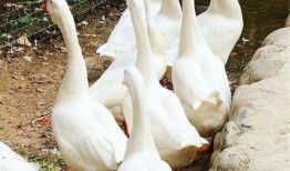 带你吃瓜平头鹅,带你领略“带你吃瓜平头鹅”的独特魅力