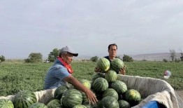 桂平吃瓜,揭秘当地特色美食背后的故事