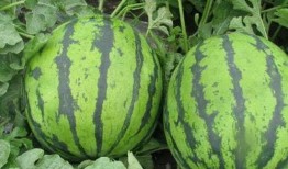 诚实吃瓜38岁,揭秘娱乐圈那些不为人知的真相