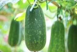 吃的东西有几样瓜,探寻多样瓜类美食之旅