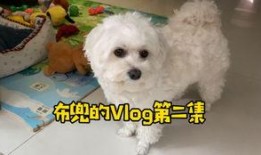 比熊狗可不可以吃哈密瓜,比熊狗能否享用美味哈密瓜？揭秘宠物饮食之谜