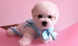 比熊狗可不可以吃哈密瓜,比熊狗能否享用美味哈密瓜？揭秘宠物饮食之谜