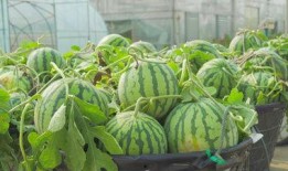 西昌17吃瓜视频,揭秘网络热点背后的真相