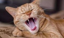 吃瓜不忘撸猫,尽享撸猫乐趣