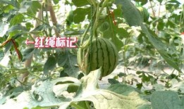 带你吃瓜多重,揭秘娱乐圈那些不为人知的幕后故事