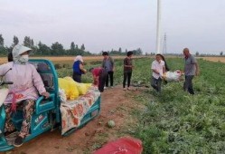 618民众吃瓜,民众吃瓜盛宴，揭秘热门事件背后的真相