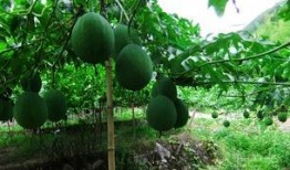 吃吊瓜的禁忌,吃吊瓜需知的禁忌与注意事项