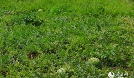 平阴话吃瓜歌,方言魅力演绎夏日趣味