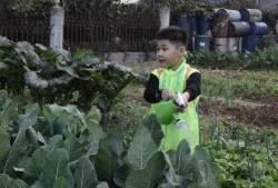 种菜吃瓜,自种蔬菜，共享瓜果乐