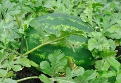 吃瓜是吃带籽还是吃无籽,吃瓜选择大揭秘