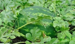 吃瓜是吃带籽还是吃无籽,吃瓜选择大揭秘