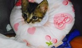 星野狸吃瓜,星野狸的瓜田奇遇记