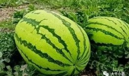 别人家吃瓜