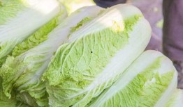 童锦程吃大瓜,揭秘吃大瓜的欢乐时光